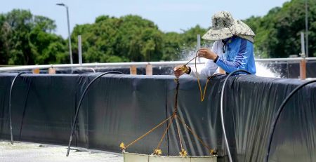 Aquicultura sustentável nas Filipinas com Leister